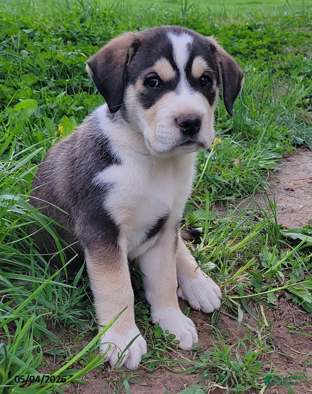 Mixed Breed dogs for sale: Jake - Ad 2