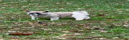 Akita dogs for sale: Aurora  - Ad 2