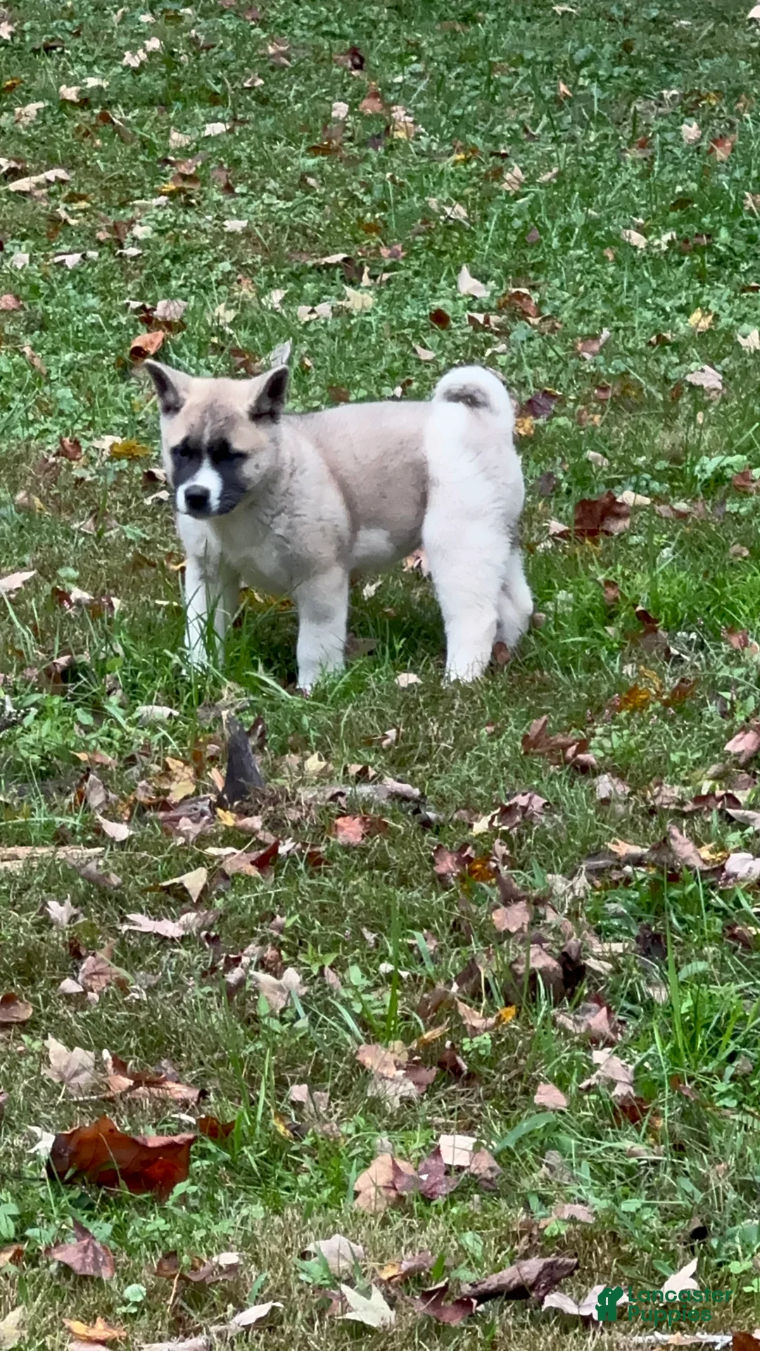 Akita dogs for sale: Aurora  - Ad 2