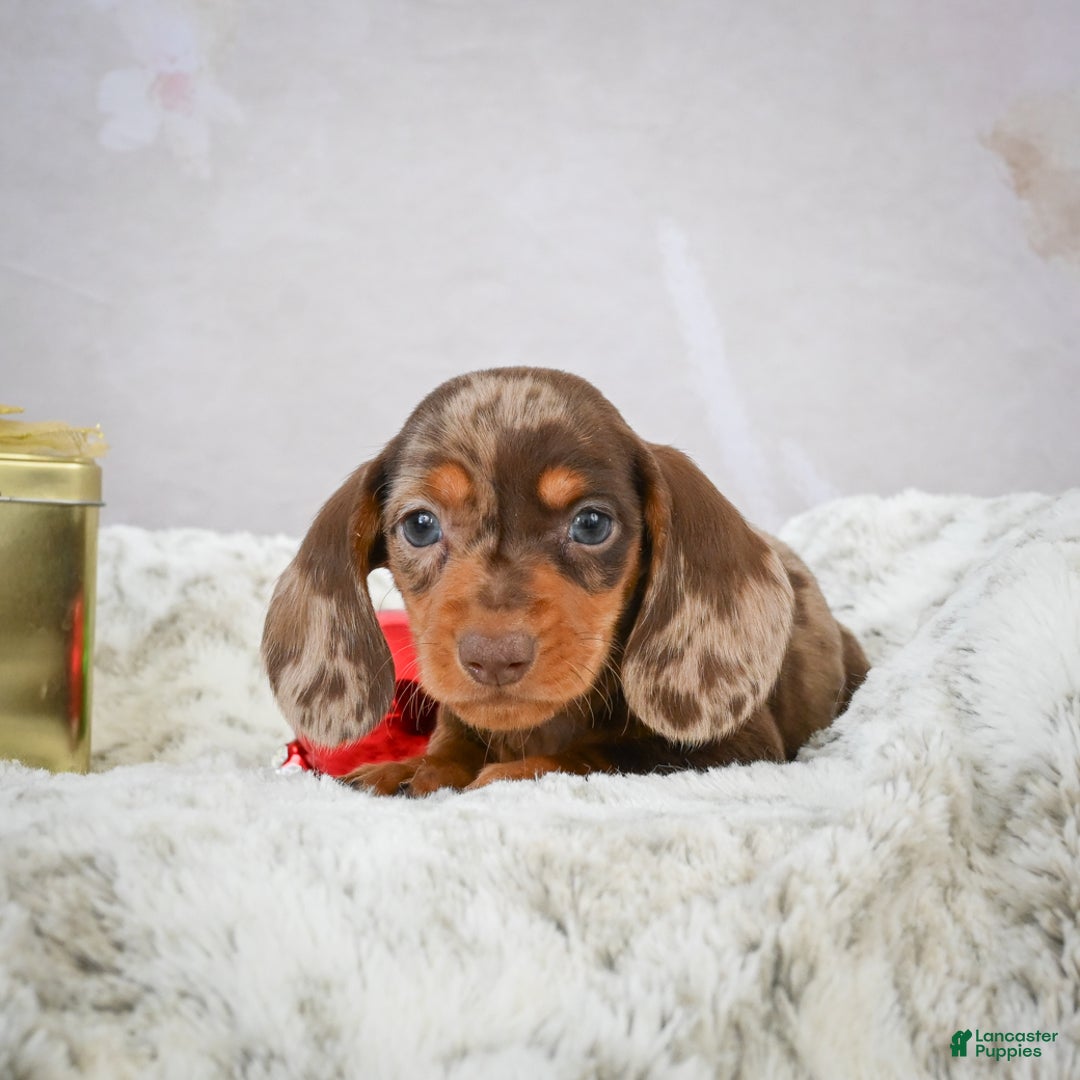 Miniature Dachshund dogs for sale: Mateo - Ad 7