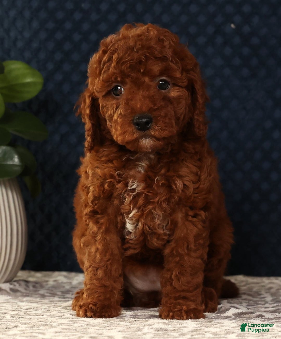 Miniature Poodle dogs for sale: Sandy - Ad 9