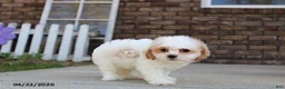 Cavachon dogs for sale: Jenny - Ad 5
