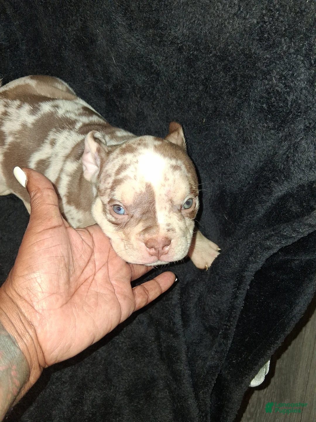 American Bully dogs for sale: American Bully Puppy 1 - Ad 1