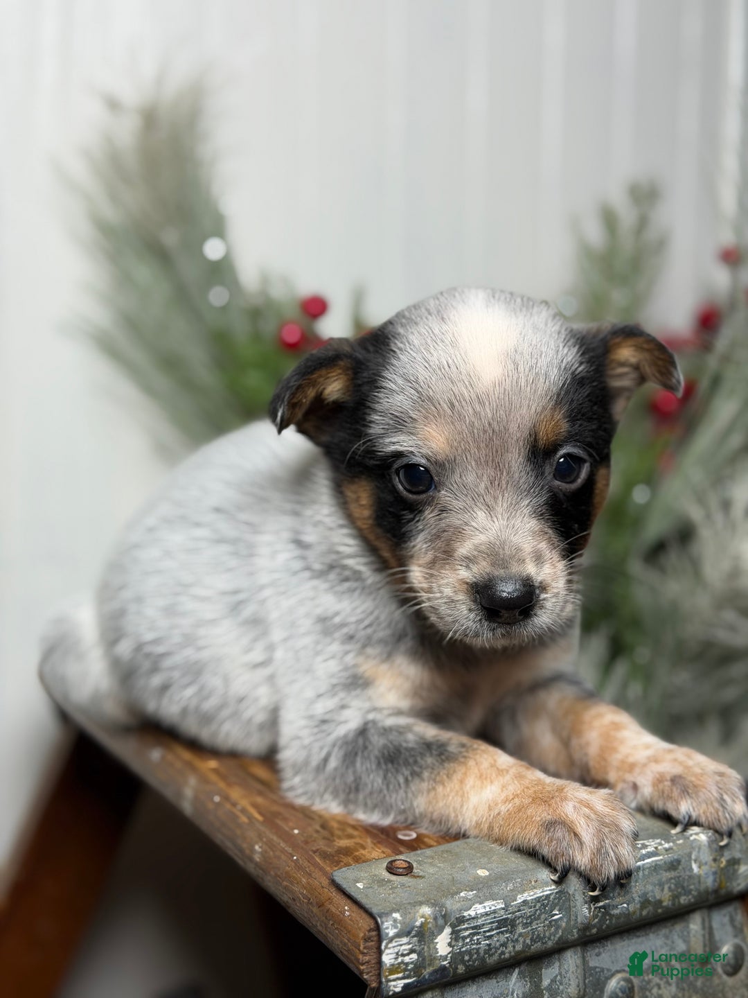 Australian Cattle Dog dogs for sale: Australian Cattle Dog Puppy 4 - Ad 7