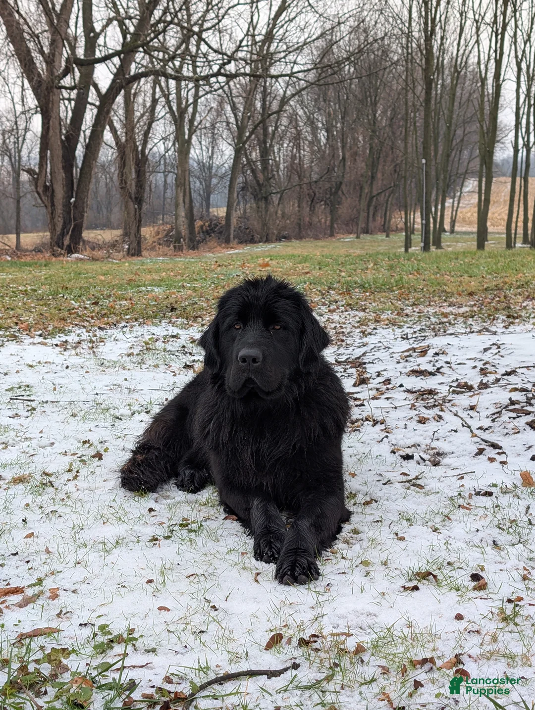 Newfoundland dogs for sale: Harrison  - Ad 19