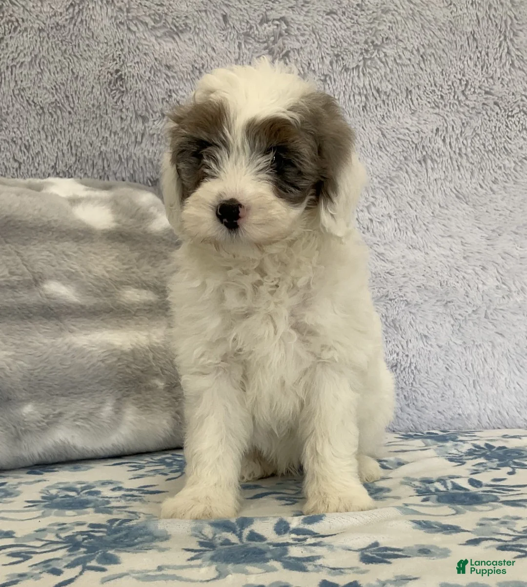 Mixed Breed dogs for sale: Miley - Ad 3