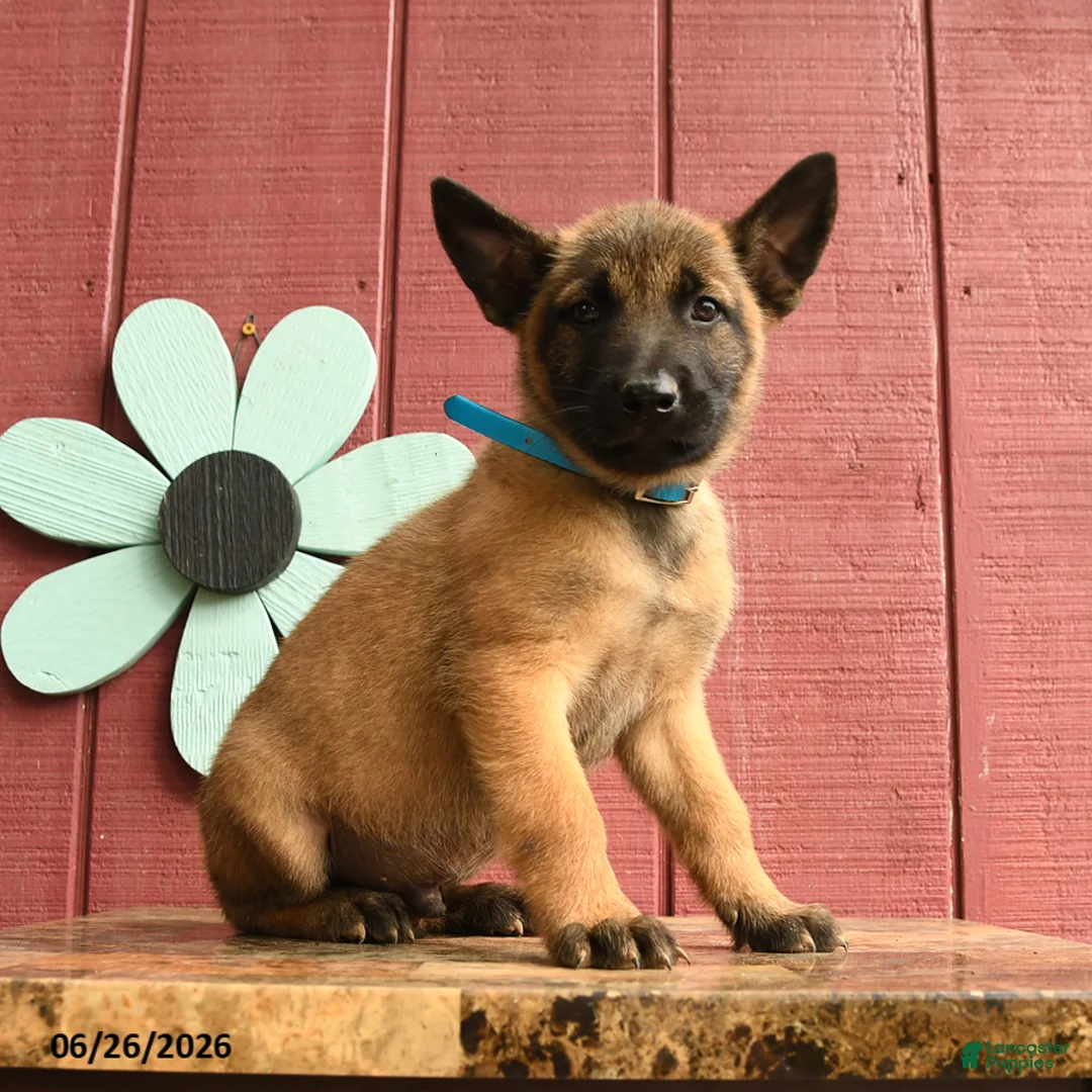 Belgian Malinois dogs for sale: Captain - Ad 1