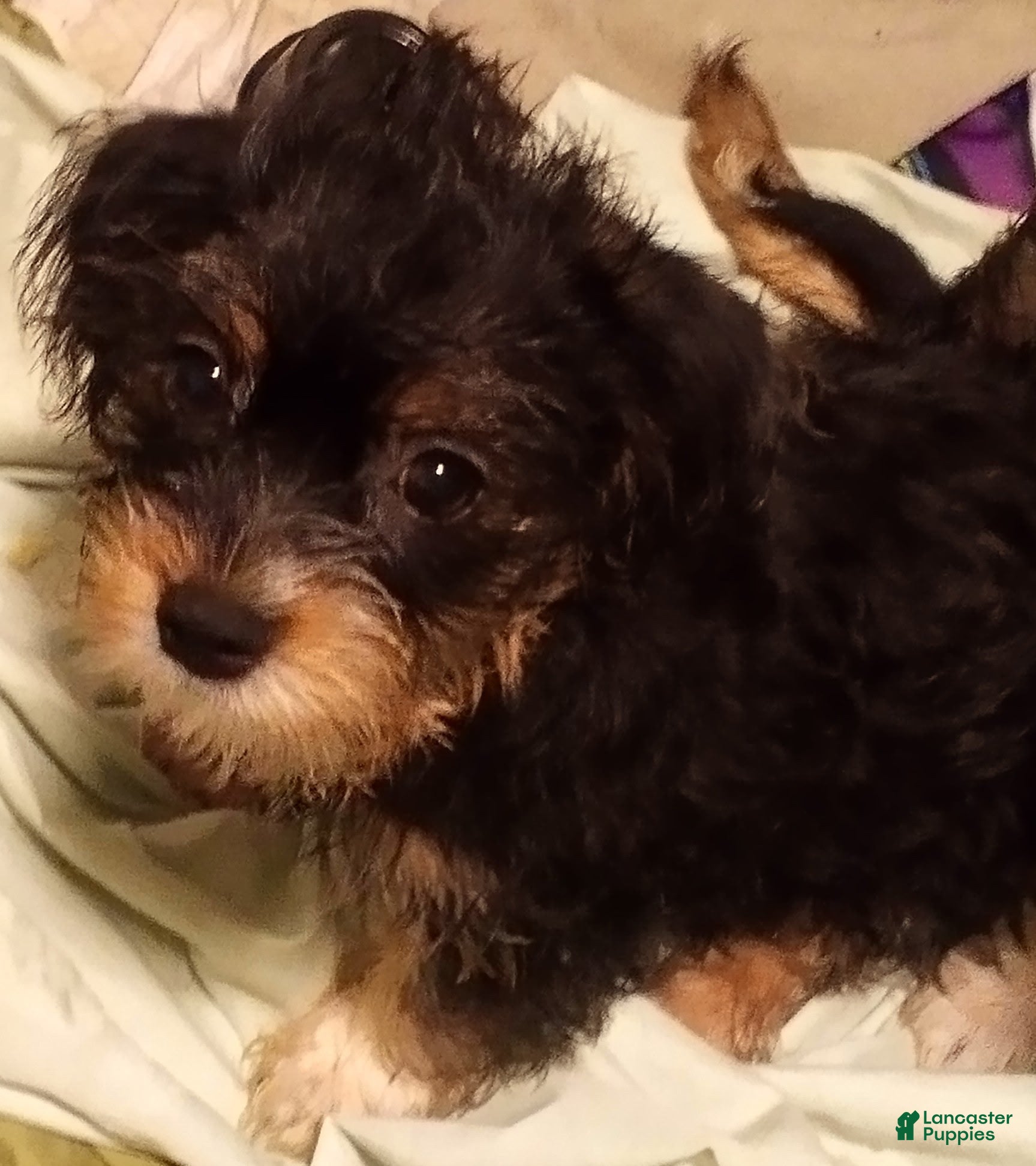 Mixed Breed dogs Mixed Breed 3 - Ad 40