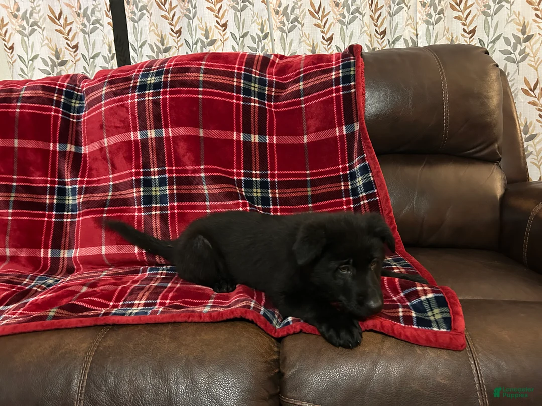 German Shepherd dogs for sale: Cody/Willow Purple - Ad 15