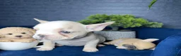French Bulldog dogs for sale: French Bulldog Puppy 2 - Ad 7