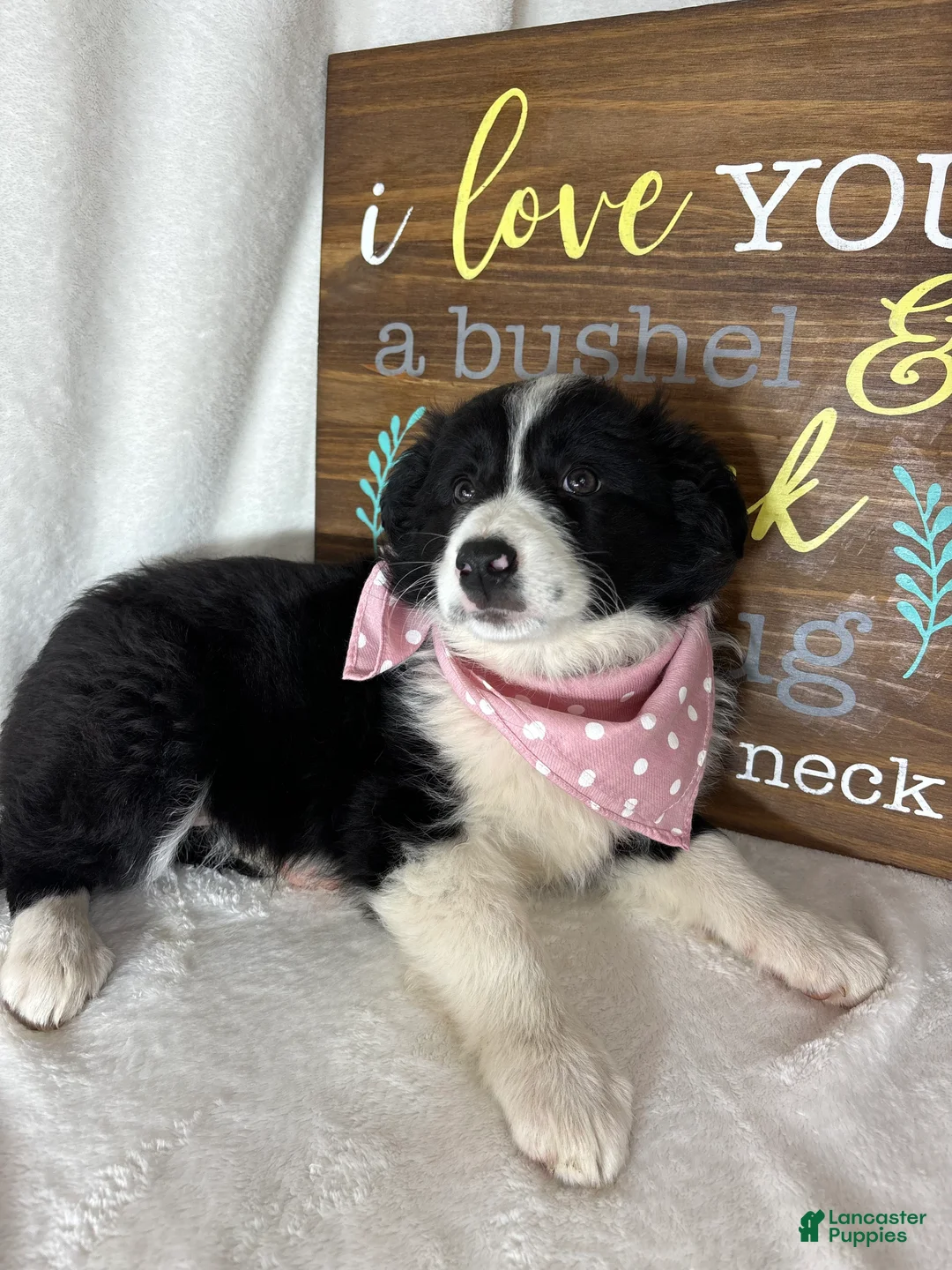 Border Collie dogs for sale: Bella - Ad 2