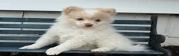 Pomeranian dogs for sale: Walker - Ad 2