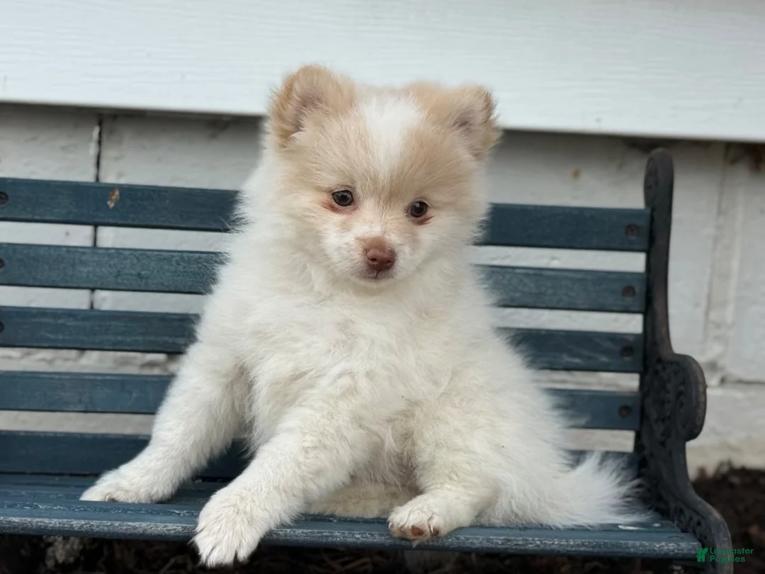 Pomeranian dogs for sale: Walker - Ad 2
