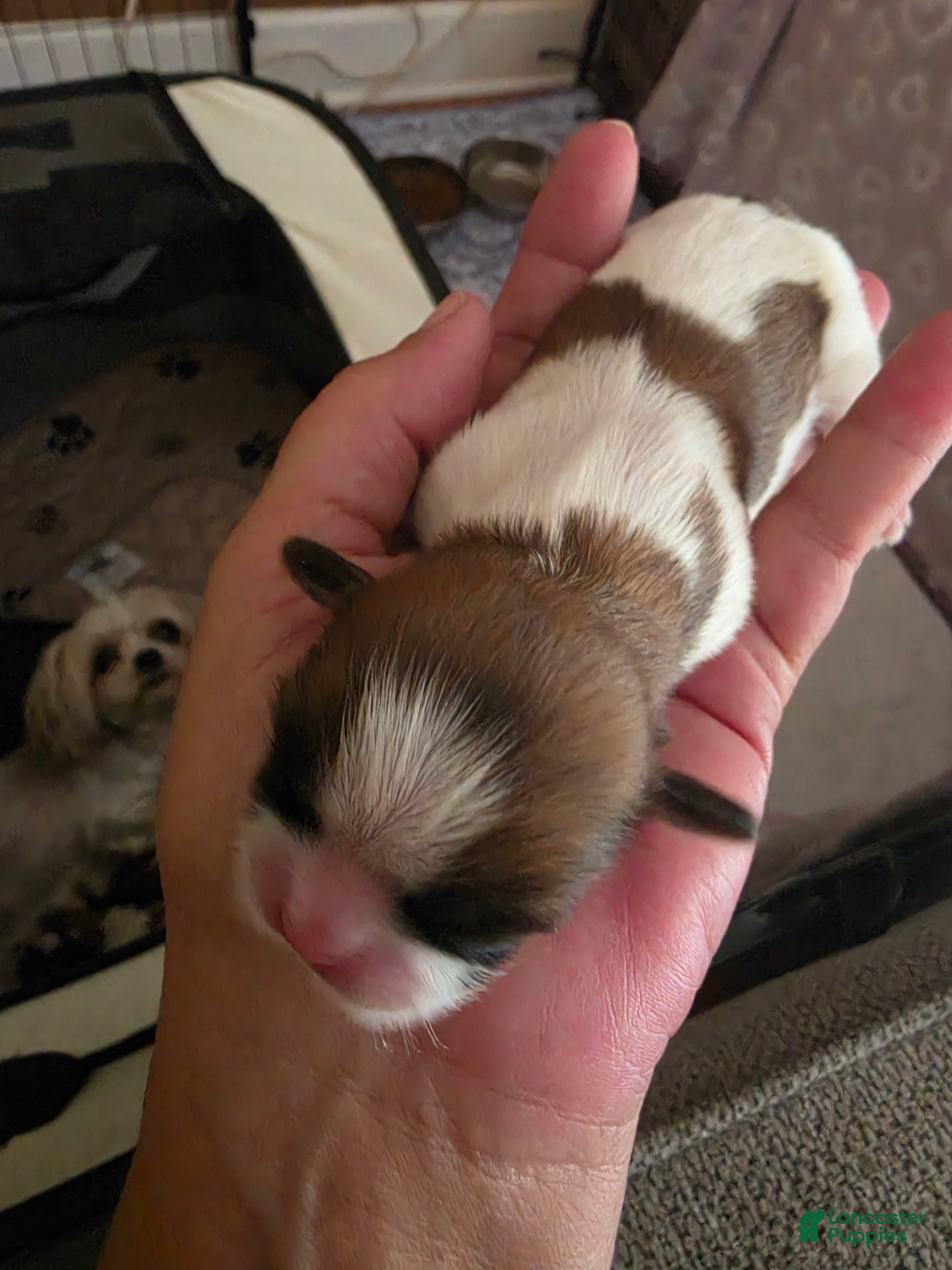 Shih Tzu dogs Boy 1 - Ad 2