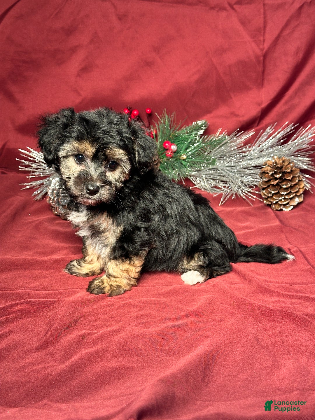 Yochon dogs for sale: Mandy - Ad 5