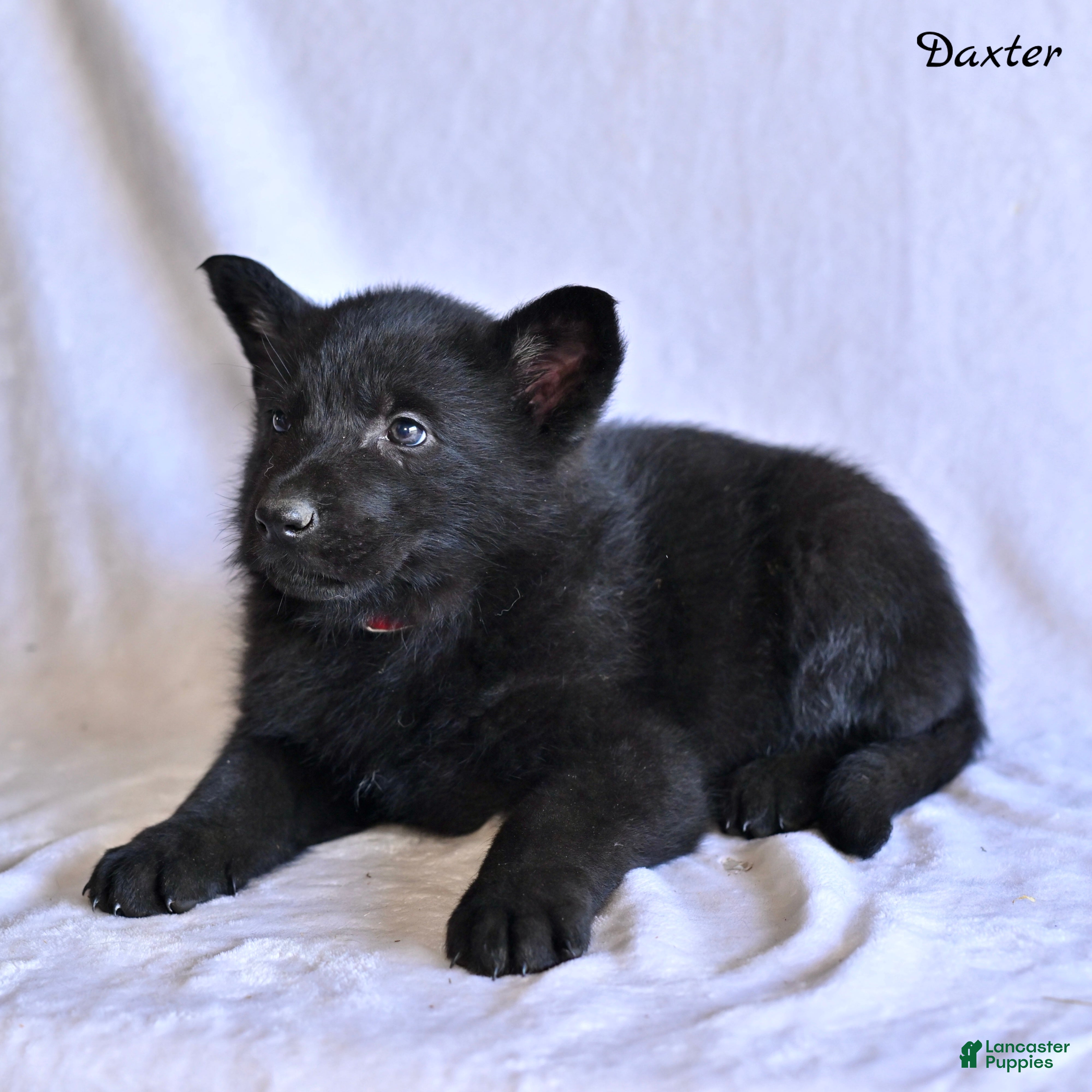 German Shepherd dogs Daxter - Ad 2
