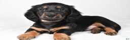 Miniature Dachshund dogs for sale: Dante - Ad 8