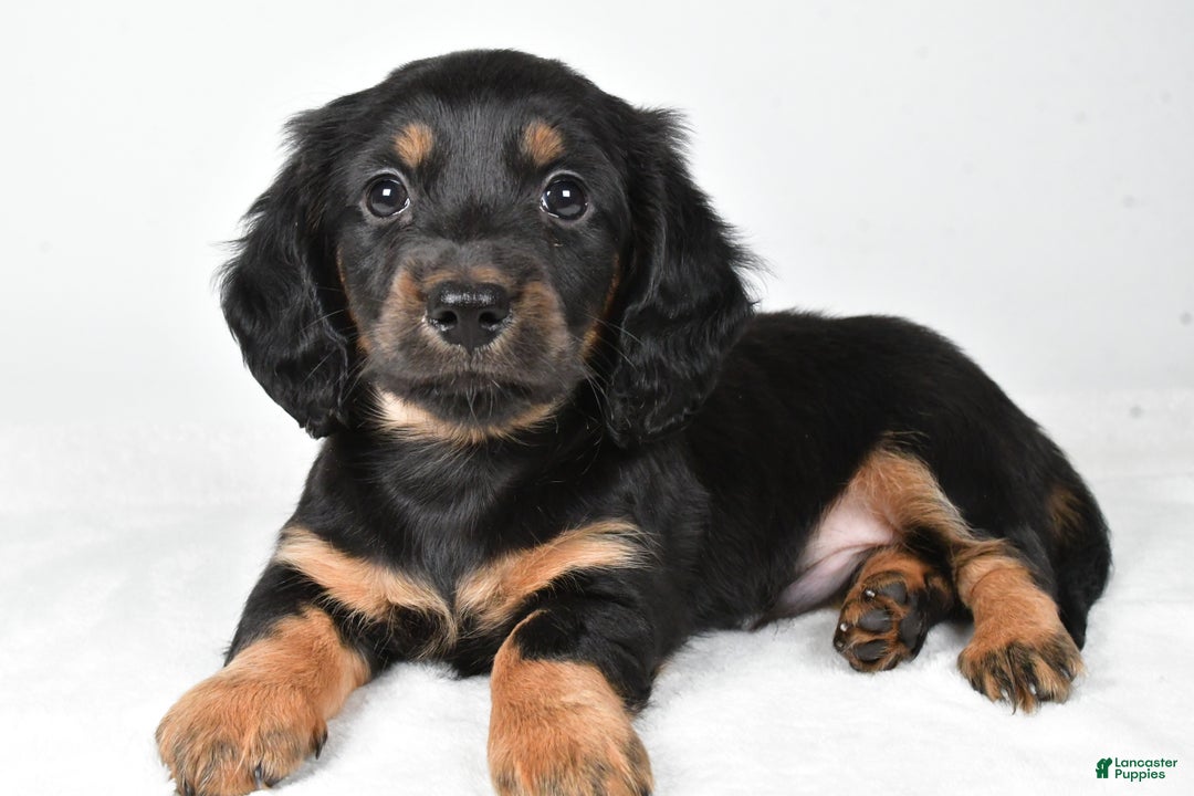 Miniature Dachshund dogs for sale: Dante - Ad 8