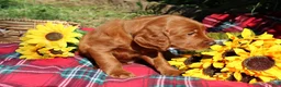 Mixed Breed dogs for sale: Rocky - Irish Goldendoodle  - Ad 4