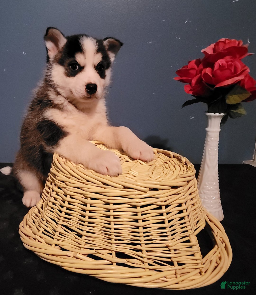 Gallery Image {{count}}