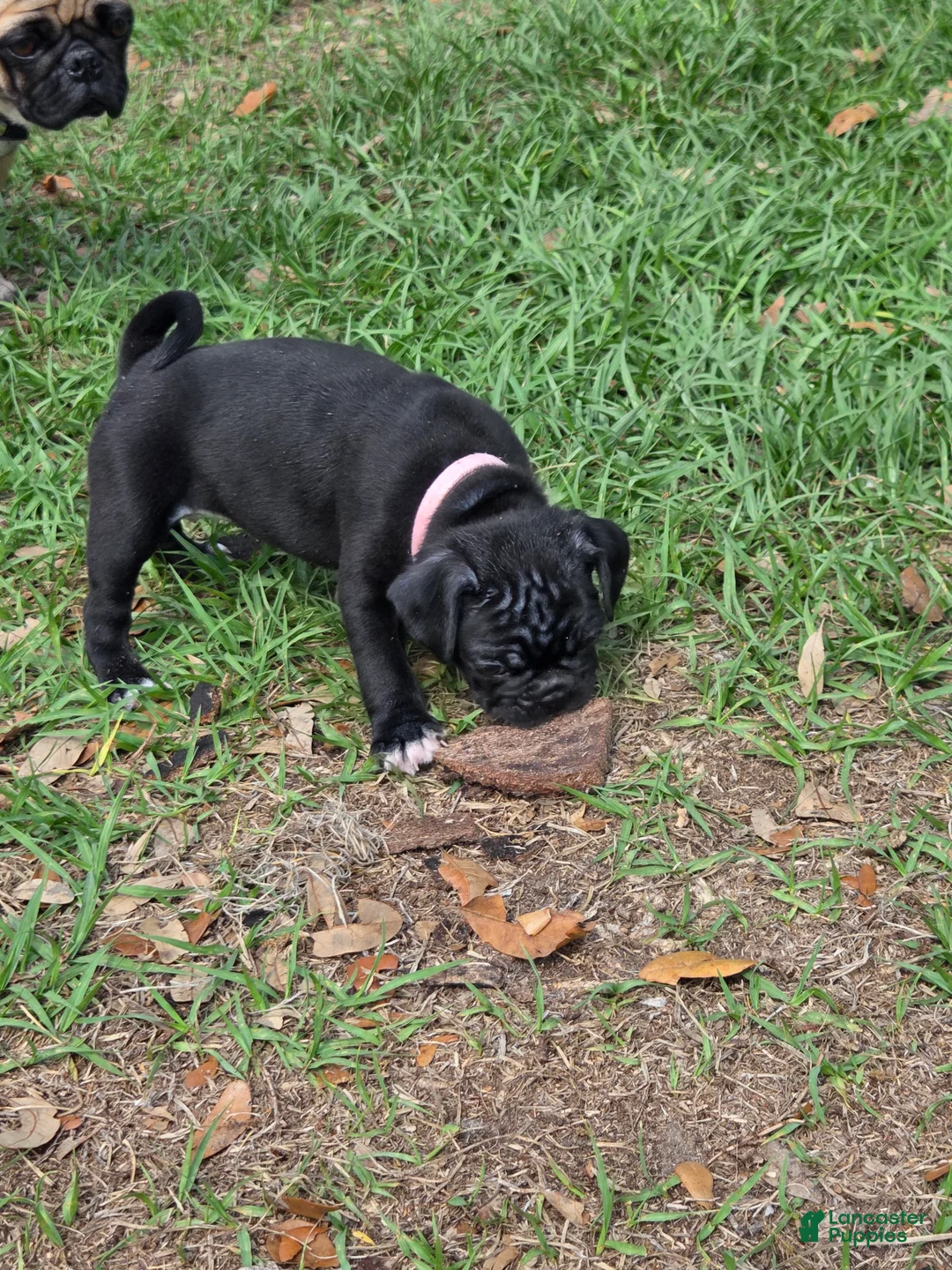 Mixed Breed dogs for sale: Sweetie  - Ad 2