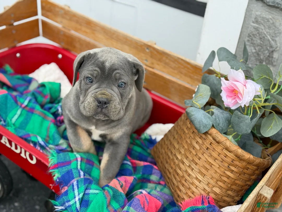 Cane Corso dogs for sale: Arlo - Ad 5