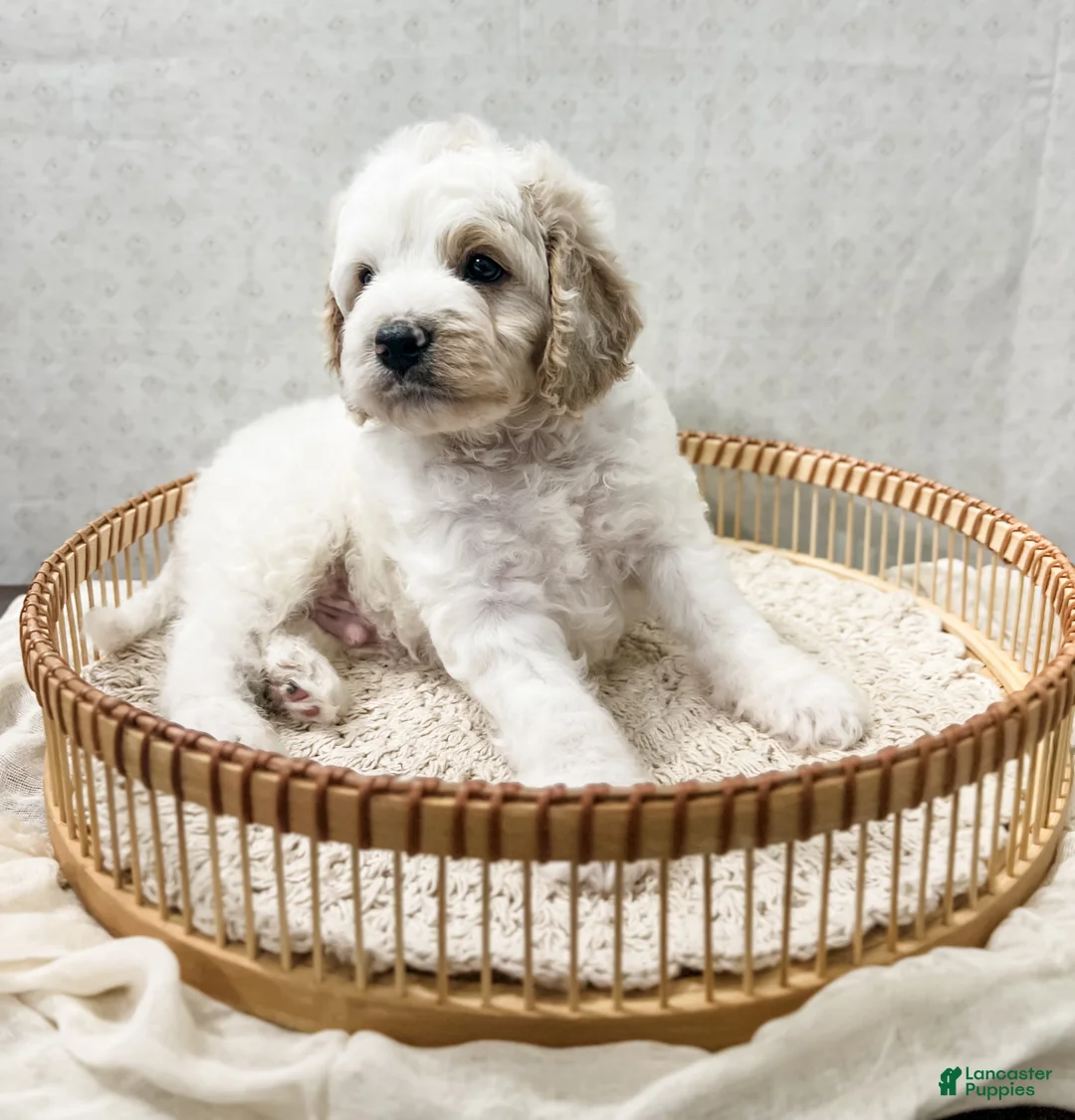 Cavapoo dogs for sale: Cavapoo 1 - Ad 2