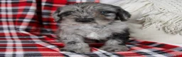 Schnoodle dogs for sale: Danny *Genetic clear - Ad 2