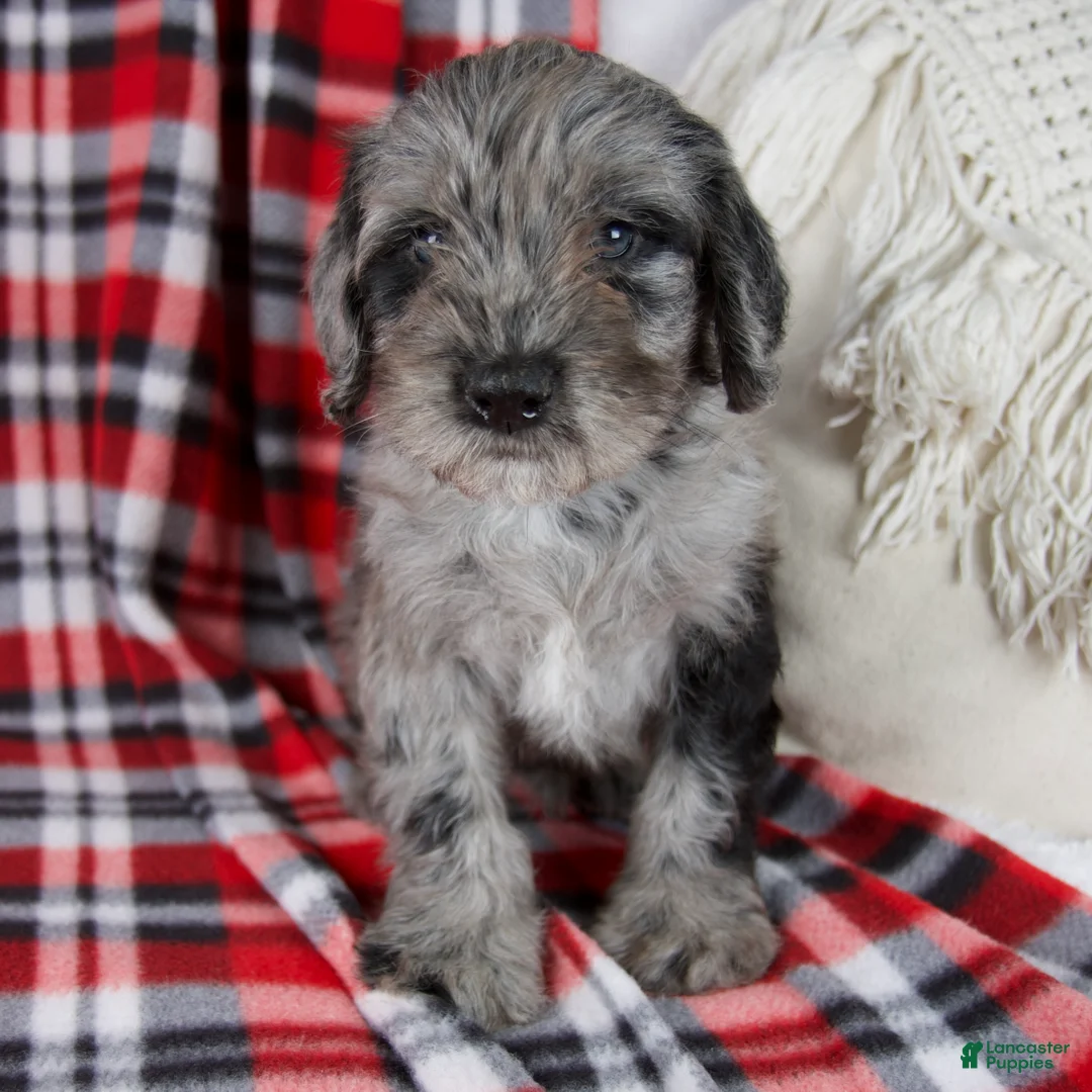 Schnoodle dogs for sale: Danny *Genetic clear - Ad 2