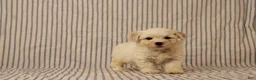 Maltipoo dogs for sale: Jonas - Ad 2