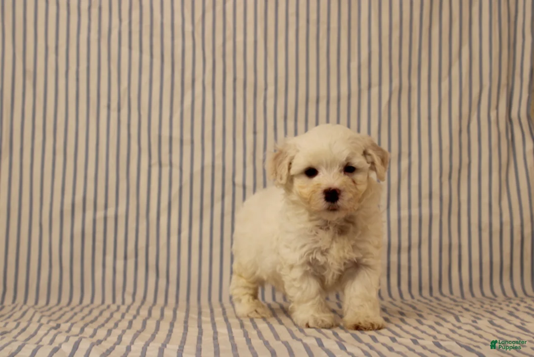 Maltipoo dogs for sale: Jonas - Ad 2