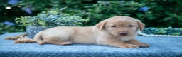 Labrador Retriever dogs for sale: Todd - Ad 2