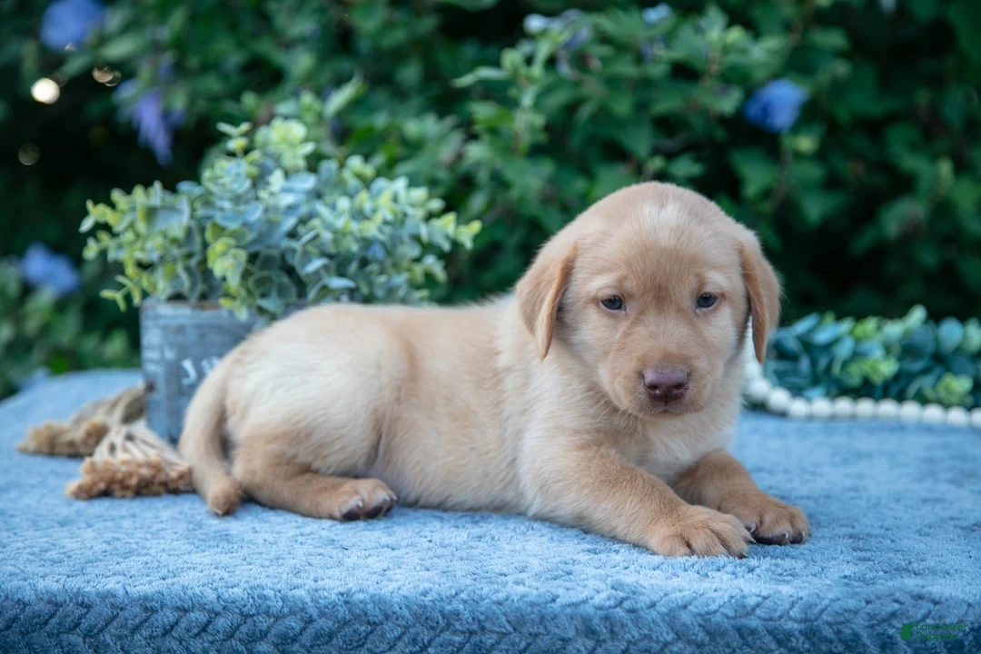 Labrador Retriever dogs for sale: Todd - Ad 2
