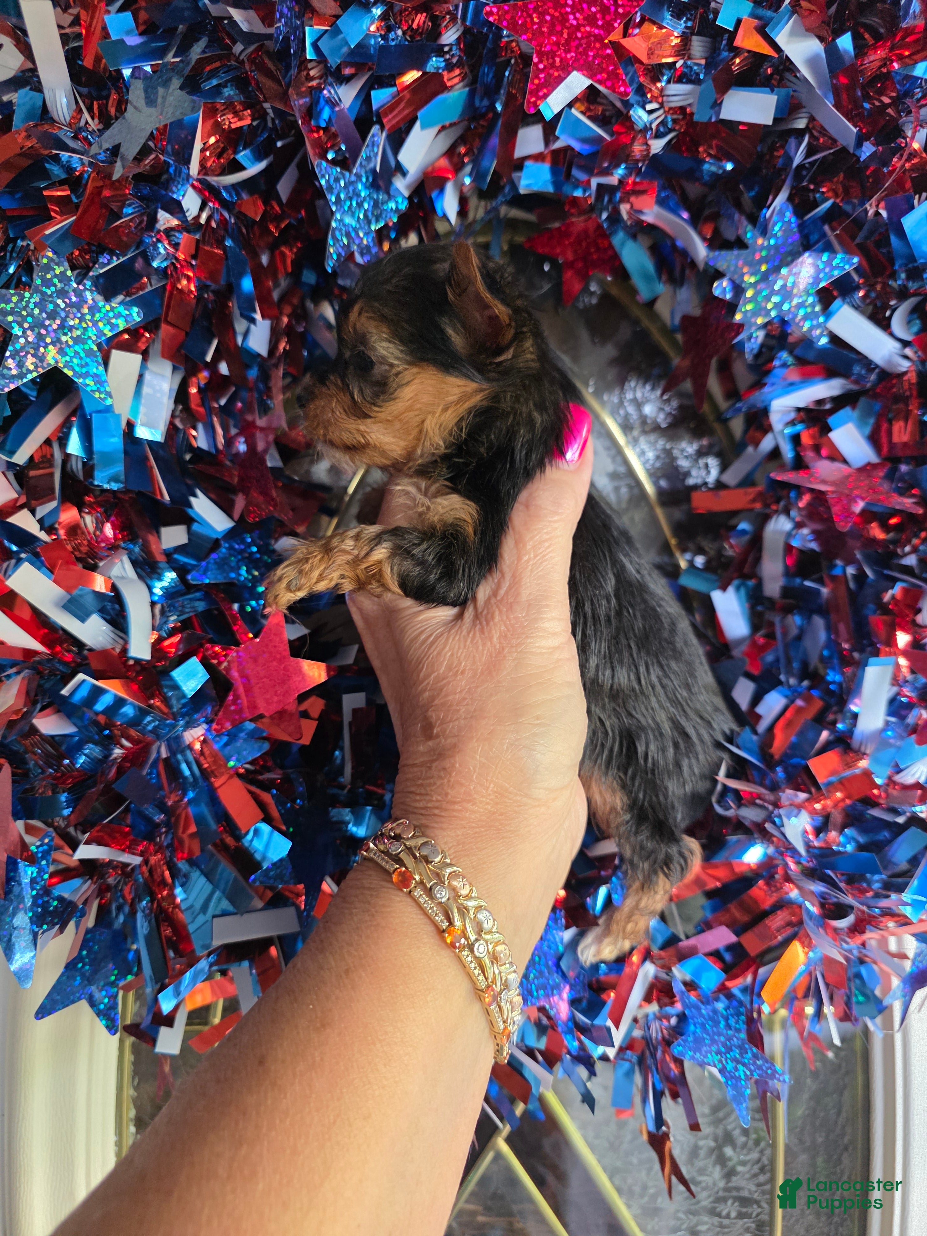 Yorkshire Terrier dogs Raven - Ad 2