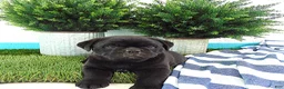 Mixed Breed dogs for sale: Sophia - Ad 6