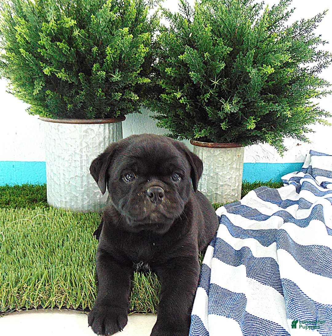 Mixed Breed dogs for sale: Sophia - Ad 6