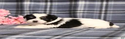 Teddy Bear dogs for sale: BJ's Robby - Ad 4