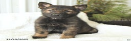German Shepherd dogs for sale: Diesel - Ad 2