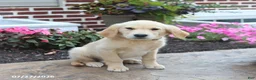 Golden Retriever dogs for sale: Mikayla - Ad 3