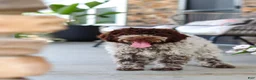 Lagotto Romagnolo dogs for sale: Leo - Ad 12