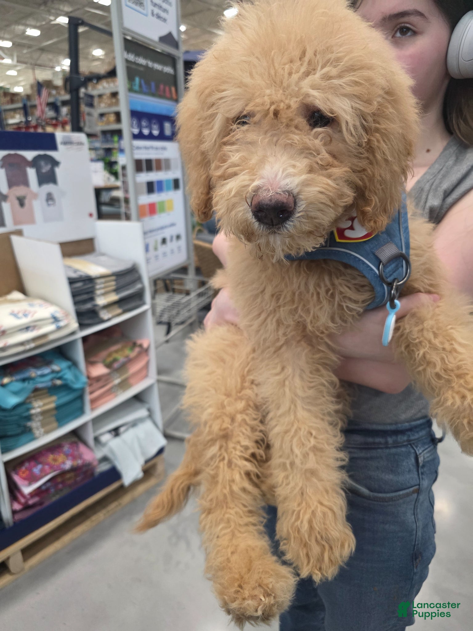 Aussiedoodle dogs Aussiedoodle Puppy 2 - Ad 1