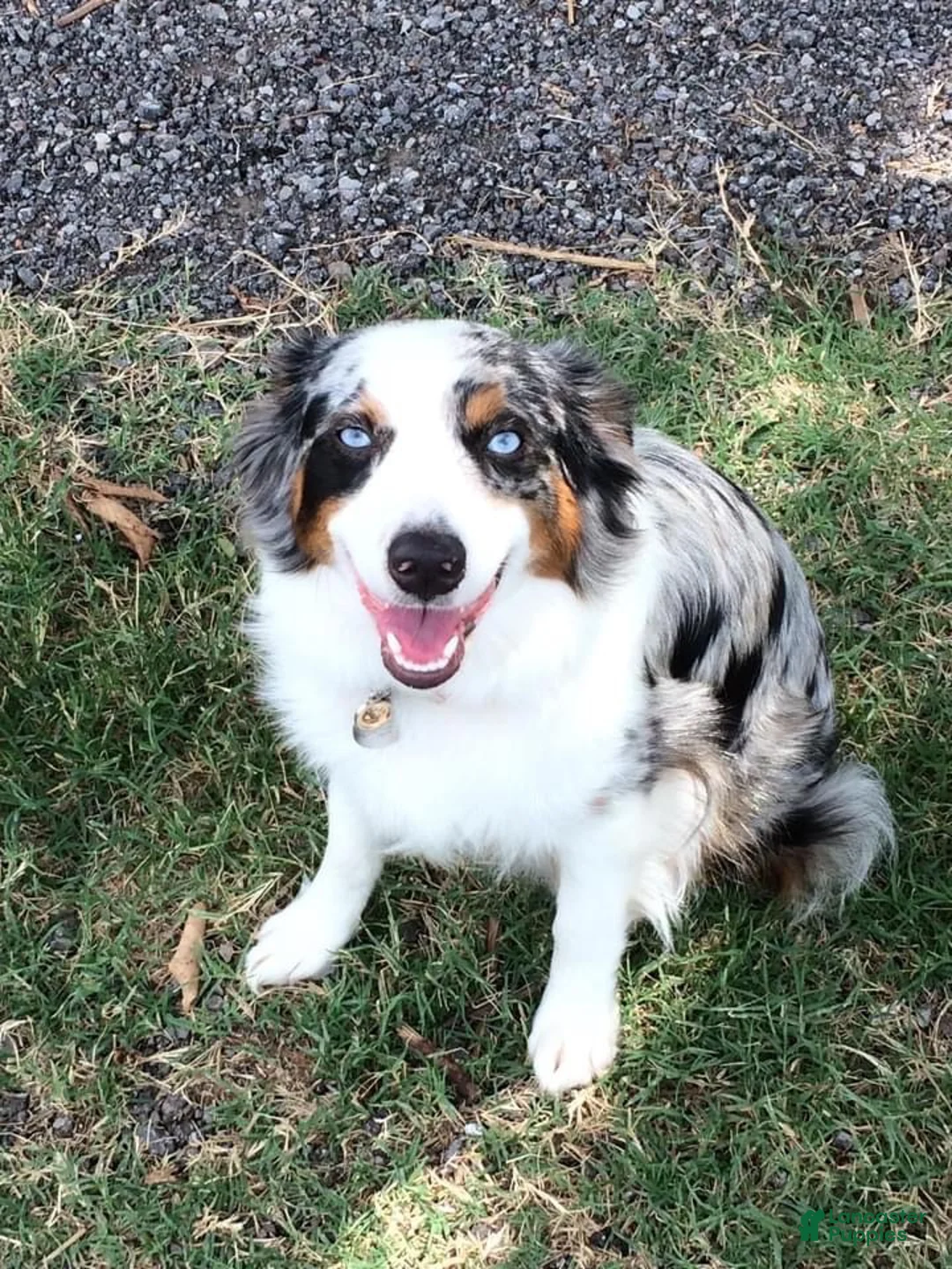 Miniature Australian Shepherd dogs for sale: Duke - Ad 5
