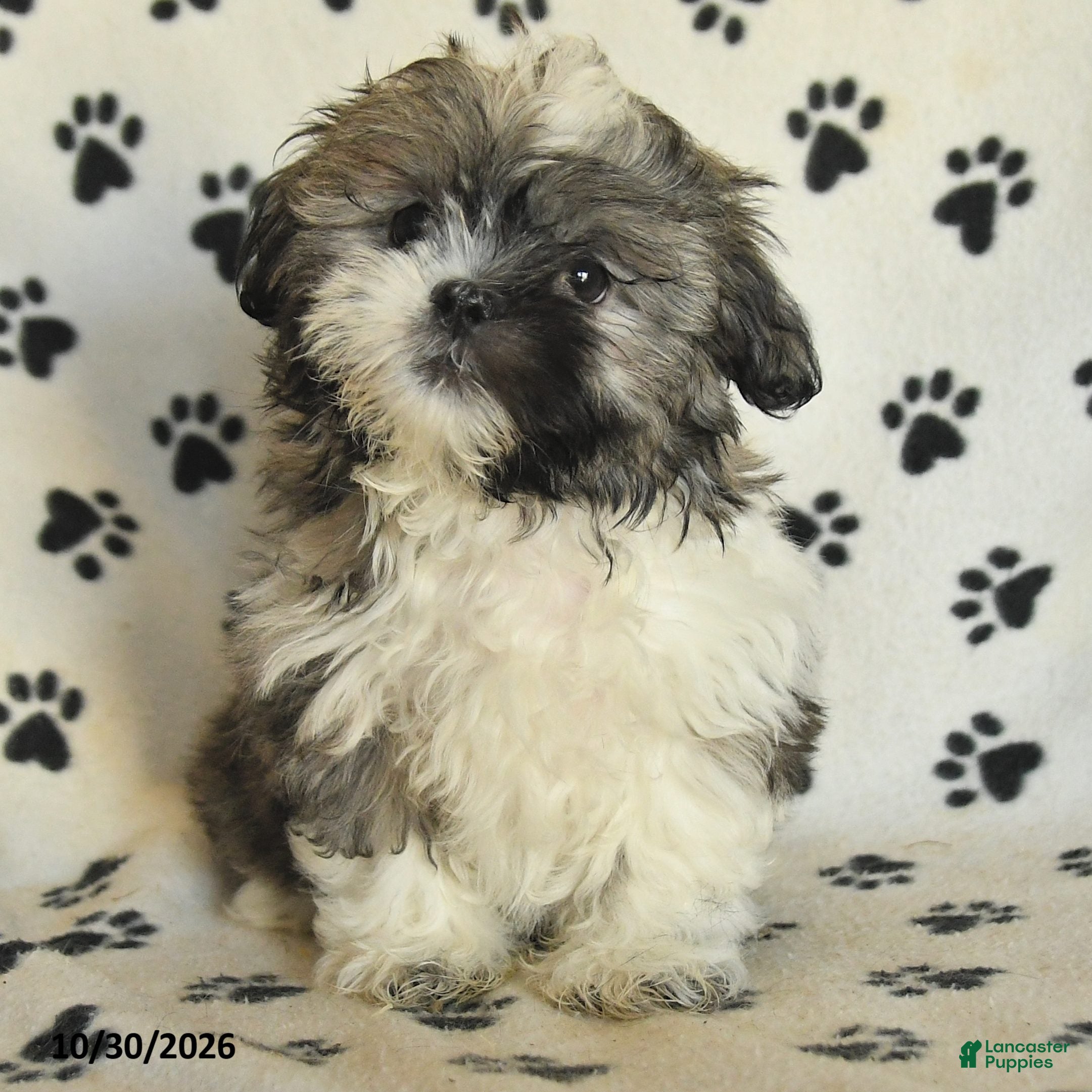 Shih Tzu dogs for sale: Fudge - Ad 1