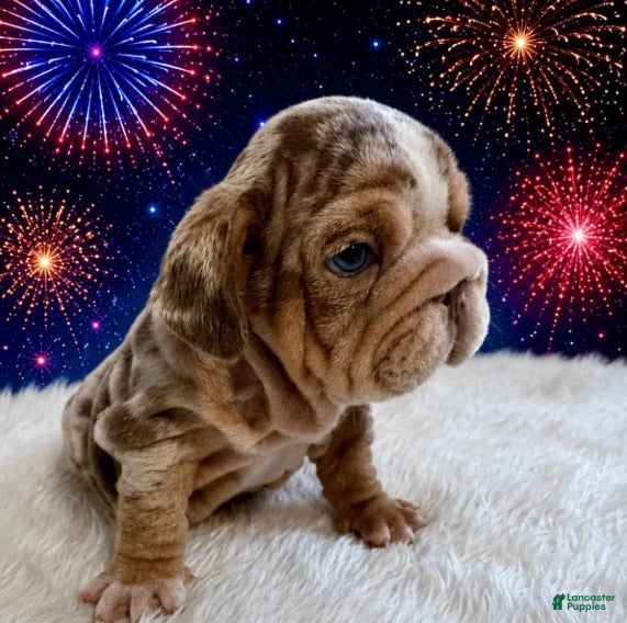 English Bulldog dogs for sale: Marble_Male - Ad 2