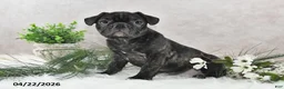 Frenchton dogs for sale: Frisco - Ad 5