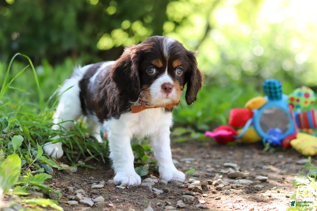 Cavalier King Charles Spaniel dogs for sale: Dexter - Ad 2