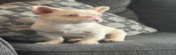 French Bulldog dogs for sale: Pink Pookie - Ad 6