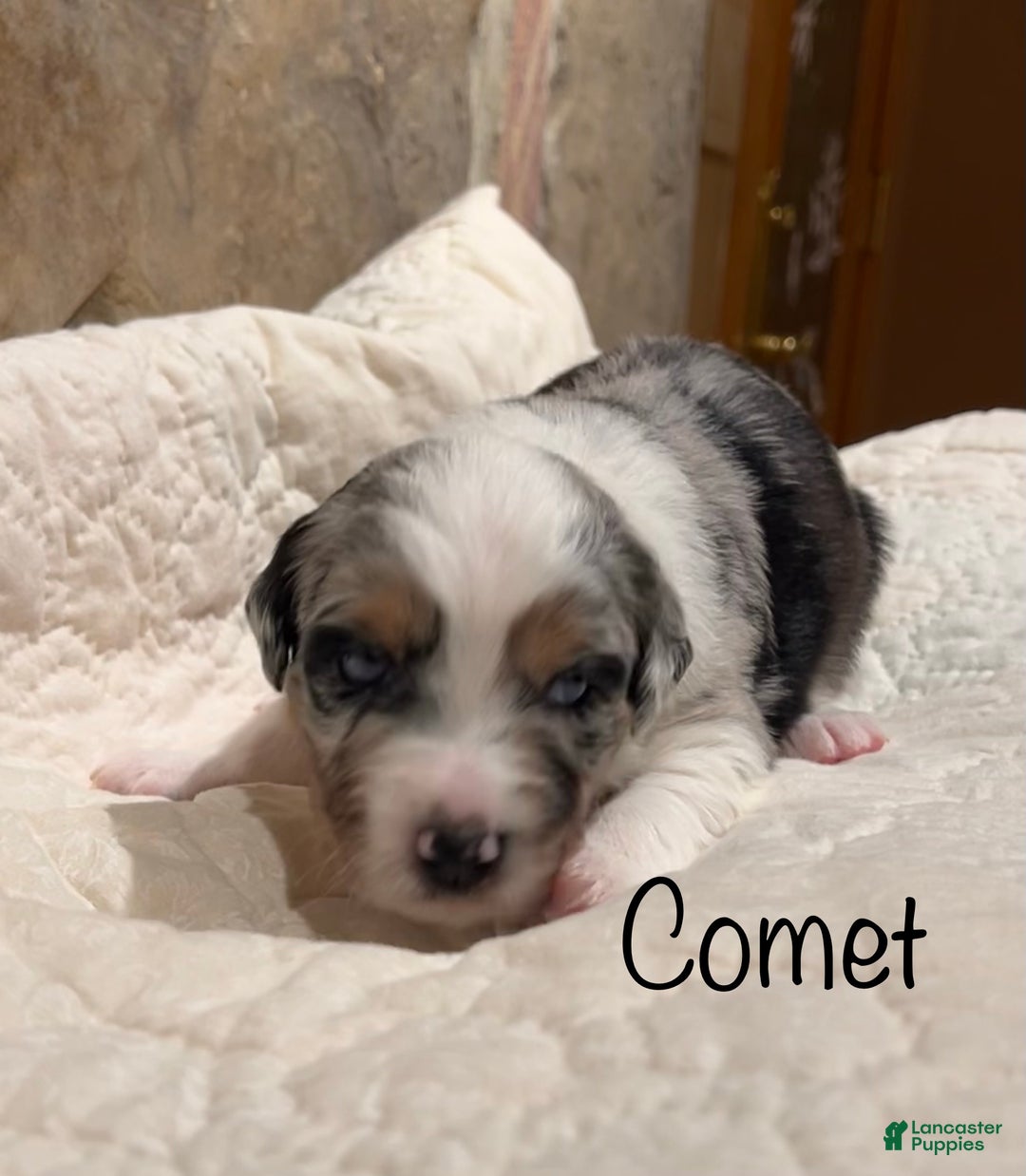 Australian Shepherd dogs for sale: Comet - Ad 1