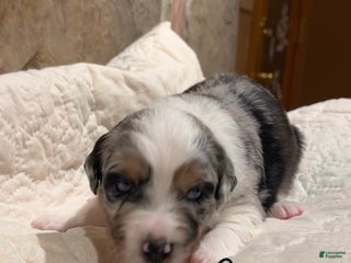 Australian Shepherd dogs Comet - Ad 5