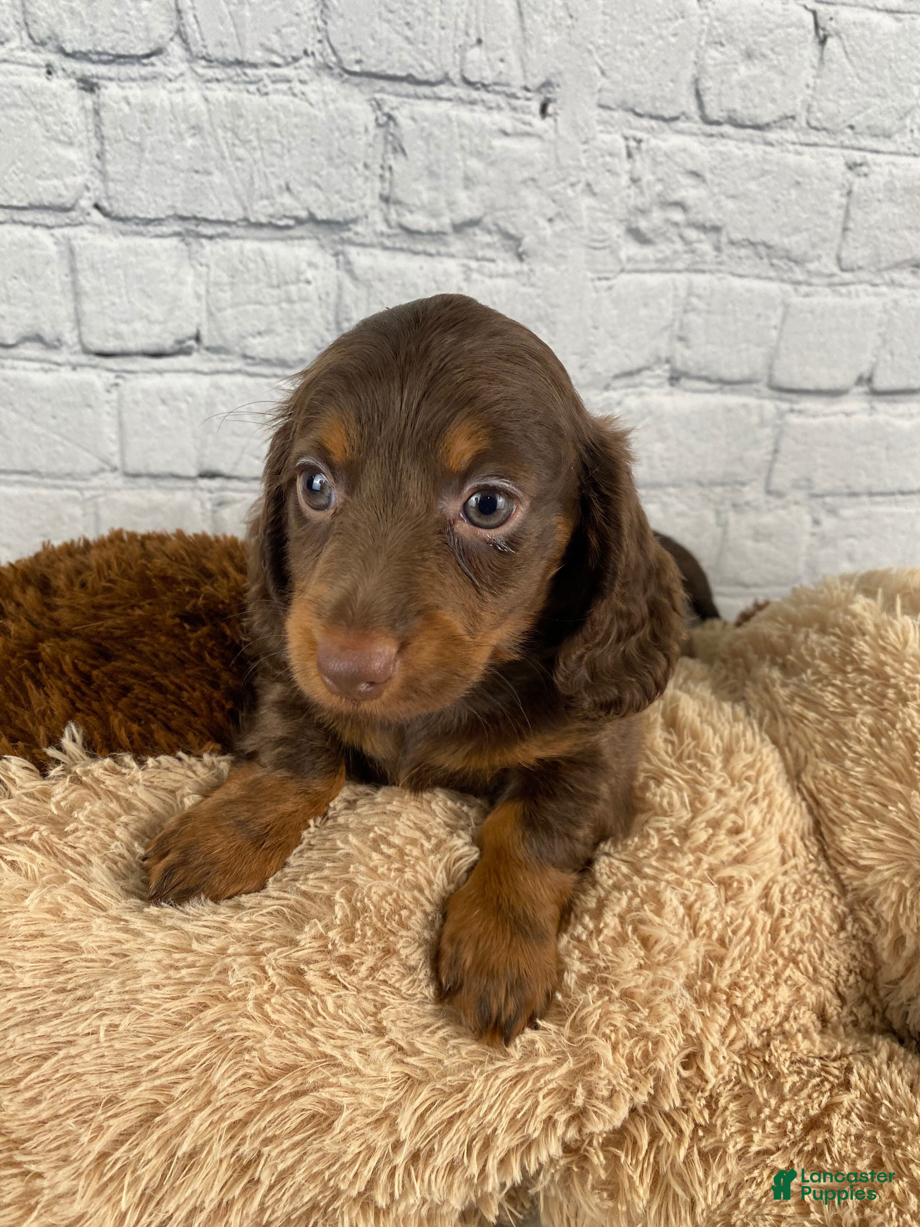 Miniature Dachshund dogs Molly - Ad 1